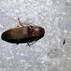 Brown Click Beetle