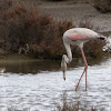 Greater Flamingo;