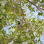 Yellow-rumped Warbler (Audubon's)