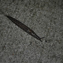 Leopard Slug