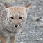 Gray Fox (Patagonian Fox)