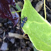 Ladybug (larvae)