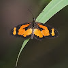 Orange-streak Acraea