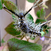 Southern Tussock Moth (larvae)