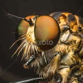 robber fly by Michael Duncan - Animals Insects & Spiders