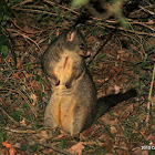 Australian Brush-tailed Possum