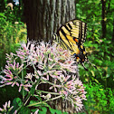 Eastern Tiger Swallowtail