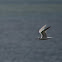 Sandwich Tern