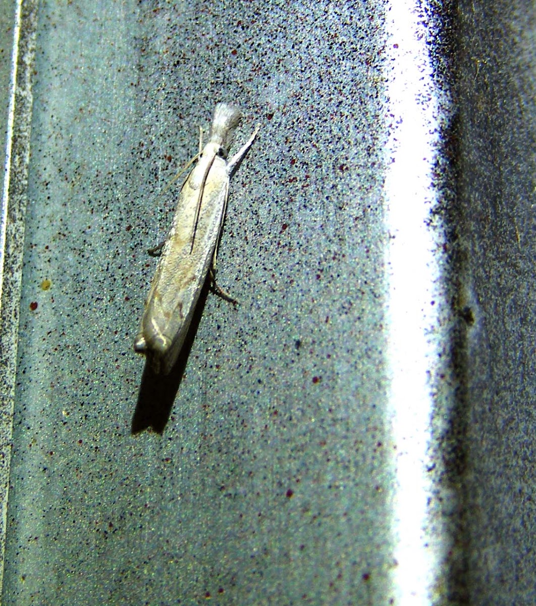 Gold-Stripe Grass Veneer Moth