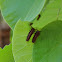 Pipevine Swallowtail Caterpillars