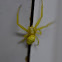 crab spider