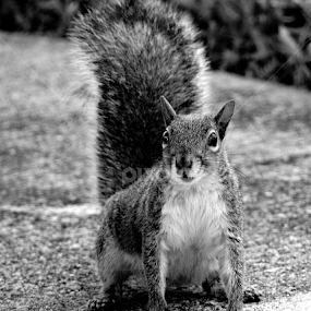 Easter Grey Squirrel by Milton Moreno - Black & White Animals