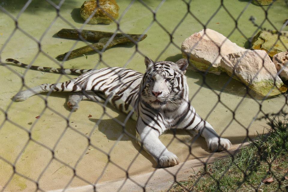 Tigre-branco