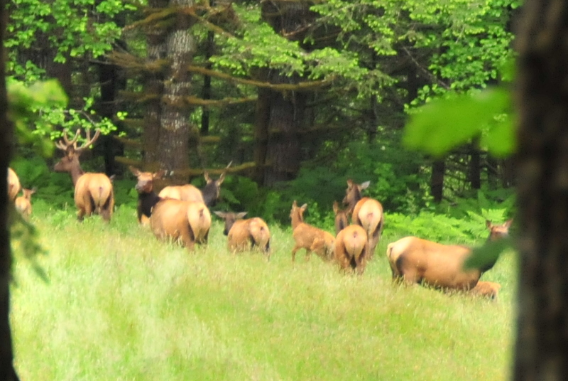 Wapiti, elk