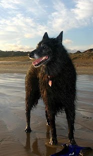 Belgian Sheepdog Wallpapers Screenshots 5