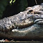 Salt water crocodile 