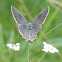 Gray Hairstreak Butterfly