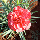 Red Carnation