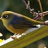 Silvereye