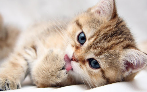 【免費娛樂App】Cute Kitten Wallpapers HD-APP點子