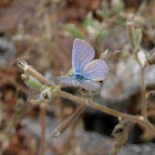 Mariposa azul. Ramon's Blue butterfly
