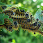 Large Tortoiseshell Caterpillars / Veliki koprivar (gusjenice)