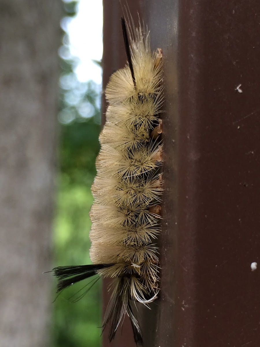 Banded tussock moth or pale tiger moth