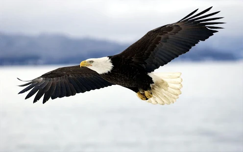 Eagle Live Wallpaper Android Apps On Google Play
