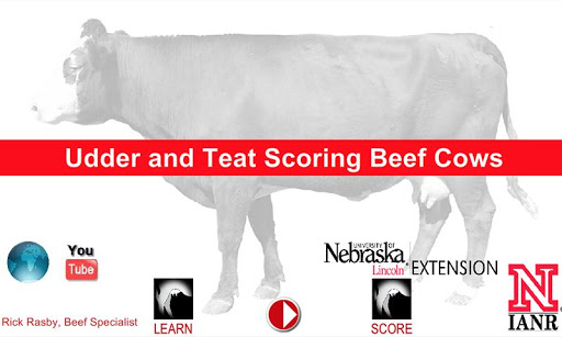 Udder Teat Scoring Beef Cows