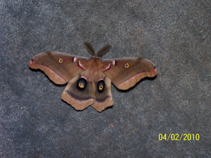 Polyphemus Silk Moth