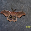 Polyphemus Silk Moth