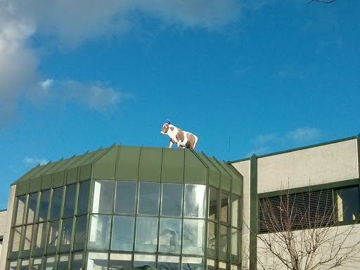 Kuh auf dem Dach
