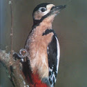 Great Spotted Woodpecker