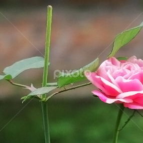 by প্রজ্ঞা পারমিতা - Flowers Single Flower