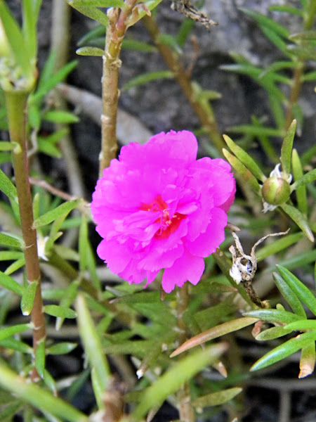 nine o’clock flower, sun plant, moss rose | Project Noah