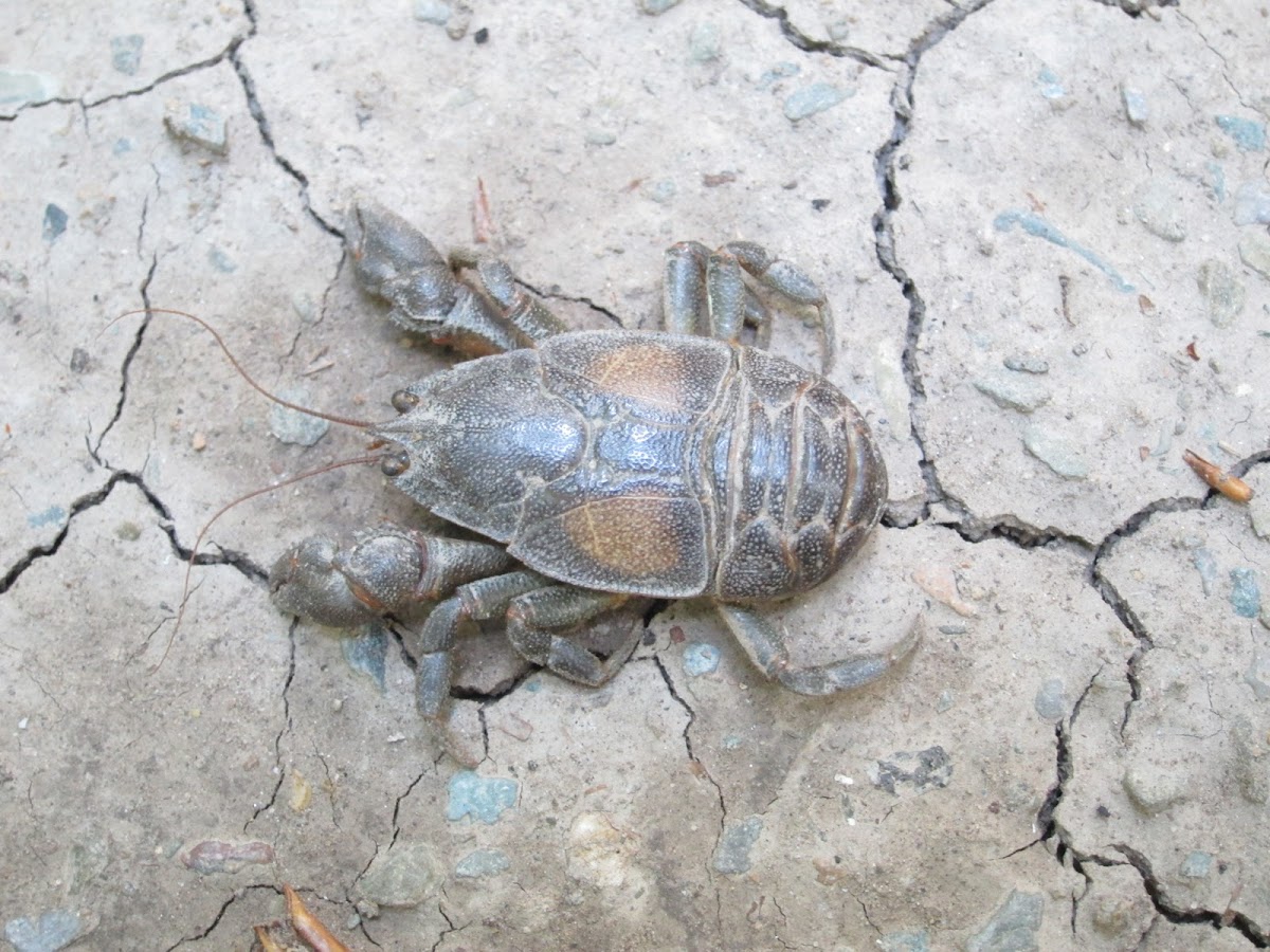 Freshwater crab