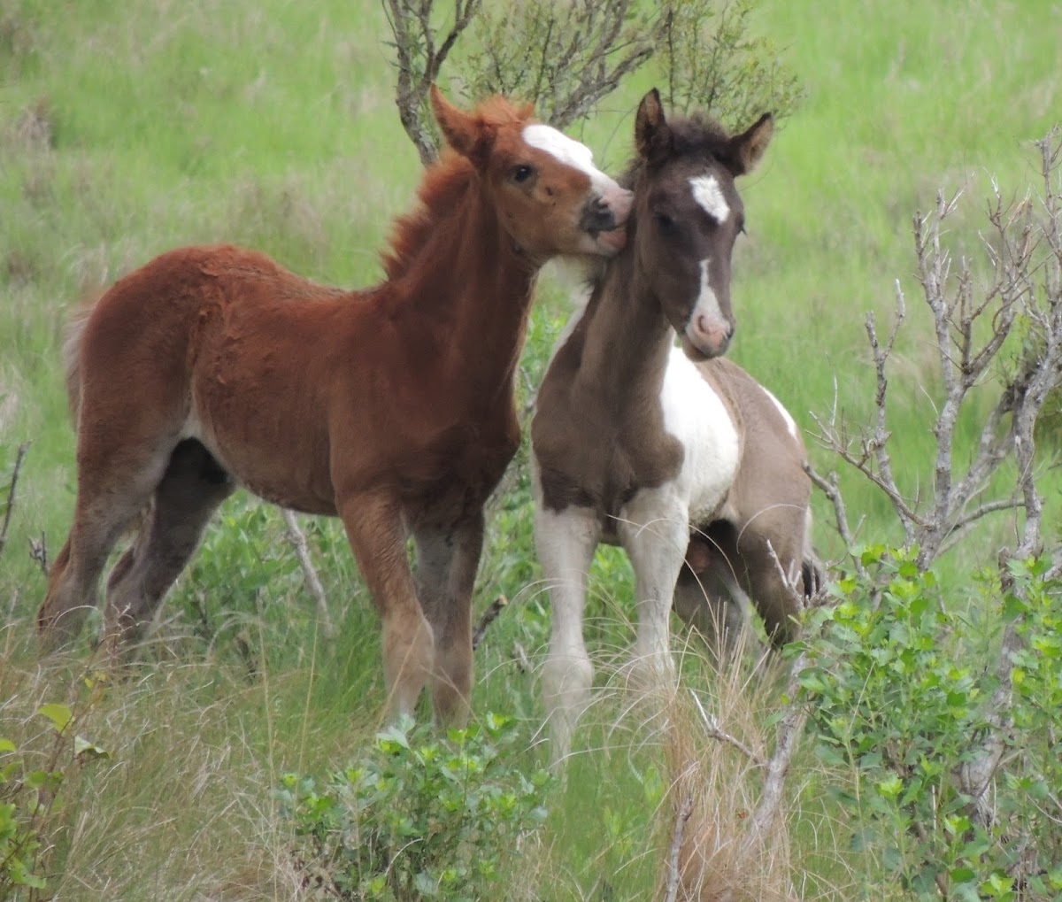 Chincoteague pony foals