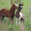 Chincoteague pony foals