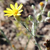 Grass-leafed Aster