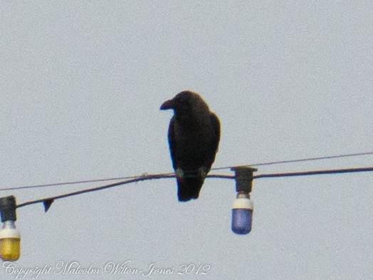 House Crow