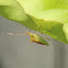 Fruit-spotting Bug