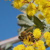 Honey bee on mimosa tree