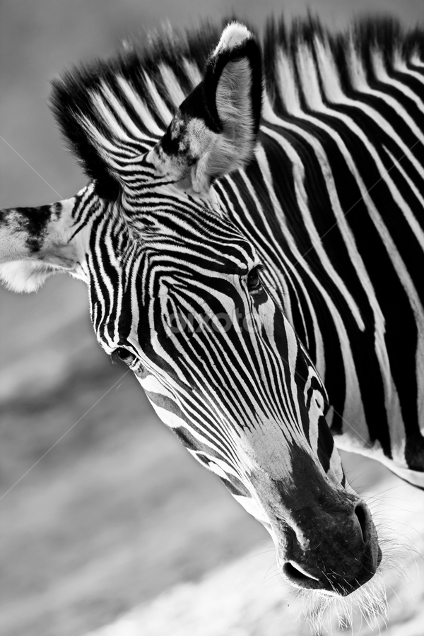 Zowie the Zebra by David Hammond - Black & White Animals
