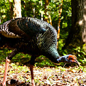 female oscillated turkey 