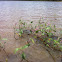 Water Smartweed