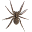 Spider simulator Download on Windows