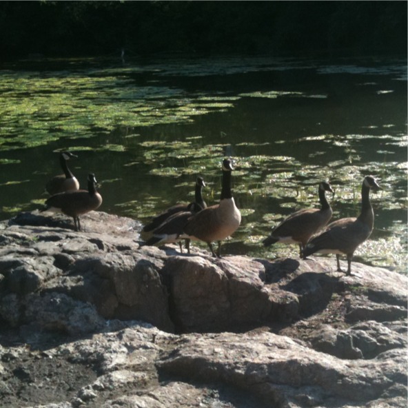 Canadian geese