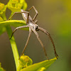 Araña (Nursery Web Spider)