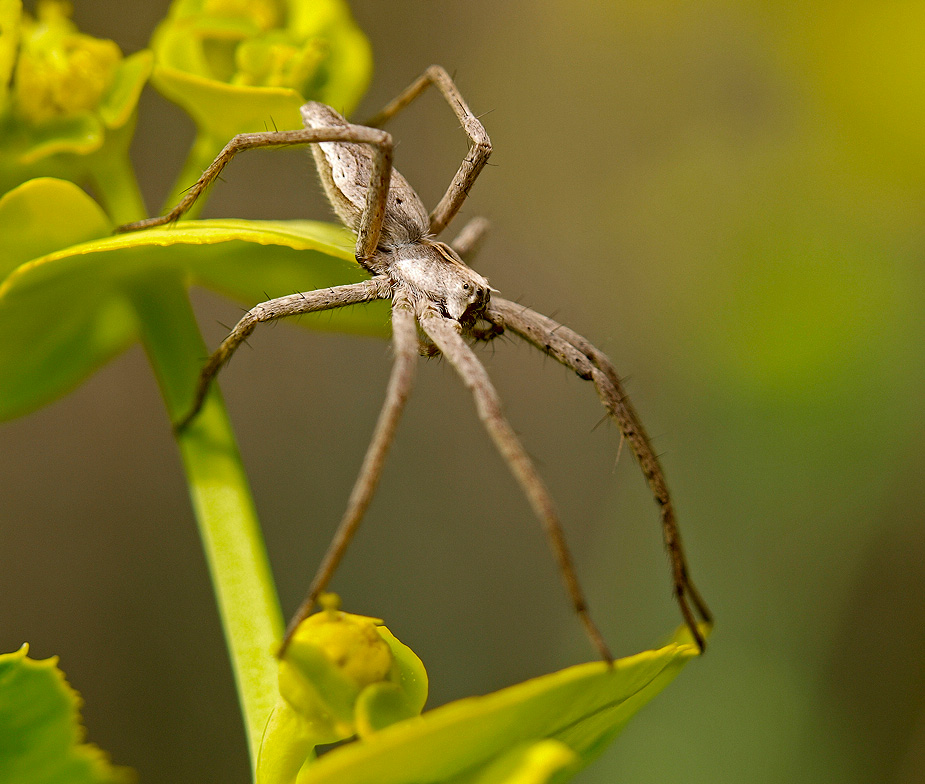 Araña (Nursery Web Spider)