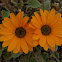 African daisy